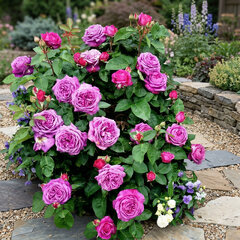 Ruža 'heidi klum-rose' - tantau k2l - Ruža 'Heidi Klum-Rose' 