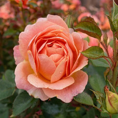 Ruža 'amber bay' - tantau k2l - Ruža 'Amber Bay' 