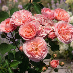 Ruža 'bailando' - tantau k2l - Ruža 'Bailando'