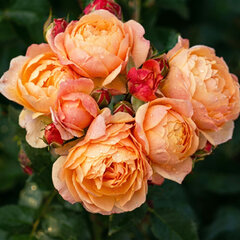 Ruža 'creme brulee' - tantau k2l - Ruža 'Creme Brulee' 