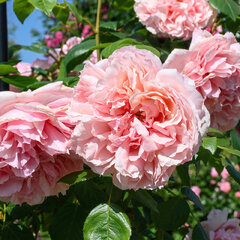 Ruža 'schöne maid®' - tantau k2l - Rosa Schöne Maid