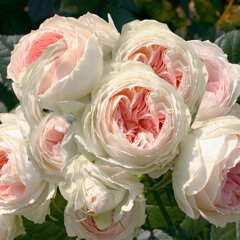 Ruža 'stephanie baronin zu guttenberg'- tantau k2l - Ruža 'Stephanie Baronin zu Guttenberg'