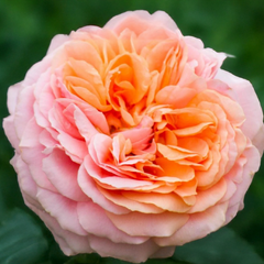 Ruža 'chippendale' - tantau k2l - Ruža 'Chippendale' 1