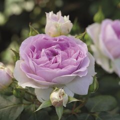 Ruža 'saphir' - tantau k2l - 9252435 Ruža 'Saphir' 04