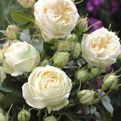 Ruža 'wedding piano' - tantau k2l - 9252443 Ruža 'Wedding Piano' 03