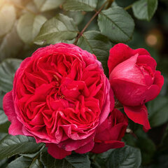 Ruža 'deep love' - tantau k2l - Ruža 'Deep Love'