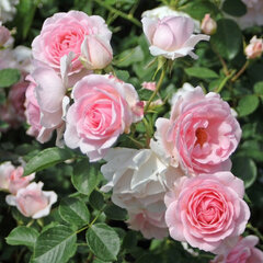 Ruža 'ballade' - tantau k2l - Ruža 'Ballade'