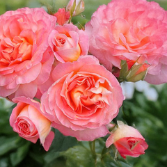 Ruža 'dornburger schlossrose' - tantau k2l - Ruža 'Dornburger Schlossrose' 2