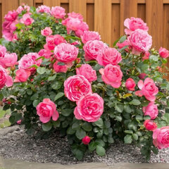 Ruža 'leonardo da vinci' - tantau k2l - Ruža 'Leonardo da Vinci'