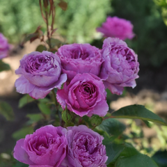 Ruža 'adora aroma' k3l - Ruža 'Adora Aroma' K3L 2_