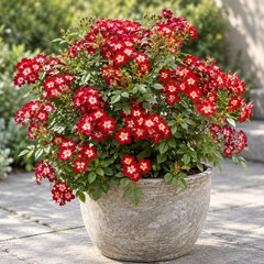 Ruža 'everglow ruby' - k1l - Ruža 'Everglow Ruby' 