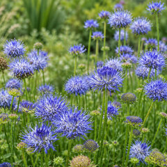 Jasione 'blue light - pavinec - Jasione 'Blue Light