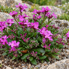 Arabis blepharophylla - arábka - Arabis blepharophylla