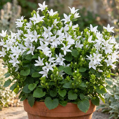 Campanula 'e.h. frost' - zvonček - Campanula 'E.H. Frost' 