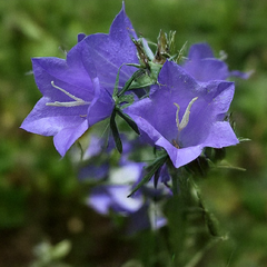 Campanula 'major' - zvonček - Campanula 'Major' - zvonček 1