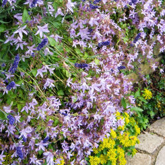 Campanula poscharskyana 'lisduggan var.' - zvonček - Campanula  'Lisduggan Var.' - zvonček