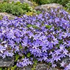 Campanula poscharskyana - zvonček - Campanula poscharskyana  