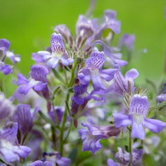 Chaenorhinum 'blue dream' - hľadíček - Chaenorhinum 'Blue Dream' - hľadíček 1
