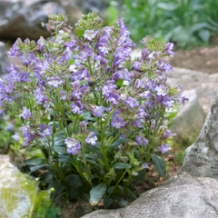 Chaenorhinum 'blue dream' - hľadíček - Chaenorhinum 'Blue Dream' - hľadíček 2