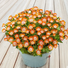 Delosperma 'ice cream orange'- poludňovka - Delosperma 'Ice Cream Orange'- poludňovka 2