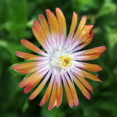Delosperma 'ice cream orange'- poludňovka - Delosperma 'Ice Cream Orange'- poludňovka 3