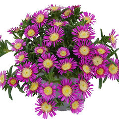 Delosperma 'solstice magenta' - poludňovka - Delosperma 'Solstice Magenta'