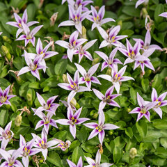 Hypsela reniformis - Hypsela reniformis 1