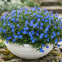 Lithodora 'grace ward'- kamejka k1l - Lithodora 'Grace Ward'  1
