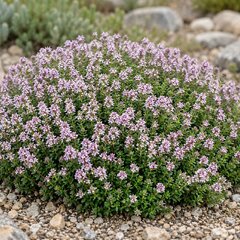 Thymus 'compactus' - dúška - Thymus 'Compactus' 