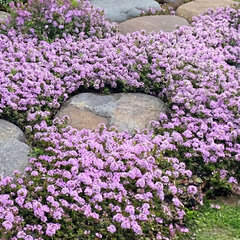 Thymus 'pink chintz' - dúška - Thymus 'Pink Chintz' 