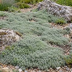 Thymus 'pseudolanuginosus' - dúška - Thymus 'Pseudolanuginosus'  1