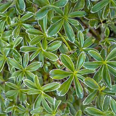 Alchemilla alpina - alchemilka - Alchemilla alpina 1