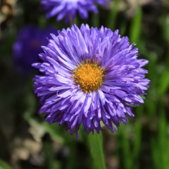 Erigeron 'azurfee' - - Erigeron 'Azurfee' - turica 1