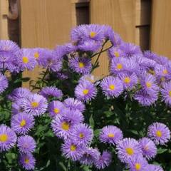 Erigeron 'azurfee' - - Erigeron 'Azurfee' - turica 2