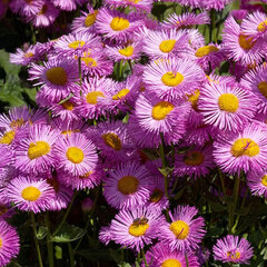 Erigeron 'rosa juwel' - turica - Erigeron 'Rosa Juwel'