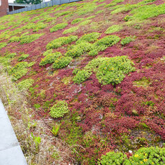 Rozchodníky pre zelené strechy 56ks - 9252000 Rozchodníky pre zelené strechy 56ks 02