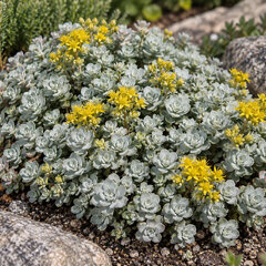 Sedum 'cape blanco' - rozchodník - Sedum 'Cape Blanco' 
