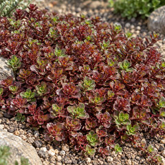 Sedum 'coccineum' - rozchodník - Sedum 'Coccineum' 