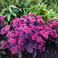 Sedum 'oriental dancer' - rozchodník - Sedum 'Oriental Dancer'
