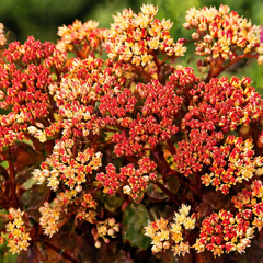 Sedum 'peach pearls' - rozchodník - Sedum 'Peach Pearls' - rozchodník 1
