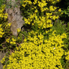 Sedum 'yellow queen' - rozchodník - Sedum 'Yellow Queen' 