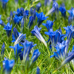 Gentiana 'eugens allerbester' - horec - Gentiana 'Eugens Allerbester'