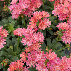 Lewisia 'safira coral' - lewízia - Lewisia 'Safira Coral'