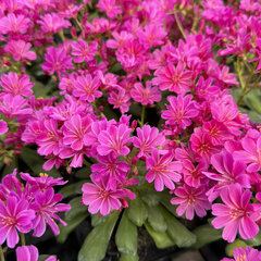 Lewisia 'safira violet' - lewízia - Lewisia 'Safira Violet'