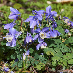 7241462 - aquilegia_ministar1
