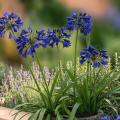 Agapanthus 'midnight sky' - kalokvet - Agapanthus 'Midnight Sky' 1