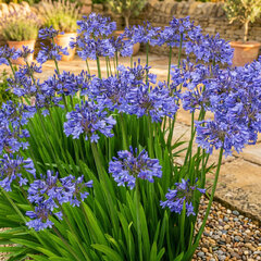 Agapanthus 'pitchoune blue' - kalokvet - Agapanthus 'Pitchoune Blue' 