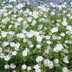Linum 'diamant' - ľan - 9254473 Linum 'Diamant' 01