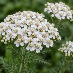 Achillea 'white beauty' - rebríček - Achillea 'White Beauty' 