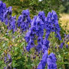 Aconitum 'arendsii' - prilbica - Aconitum 'Arendsii' 